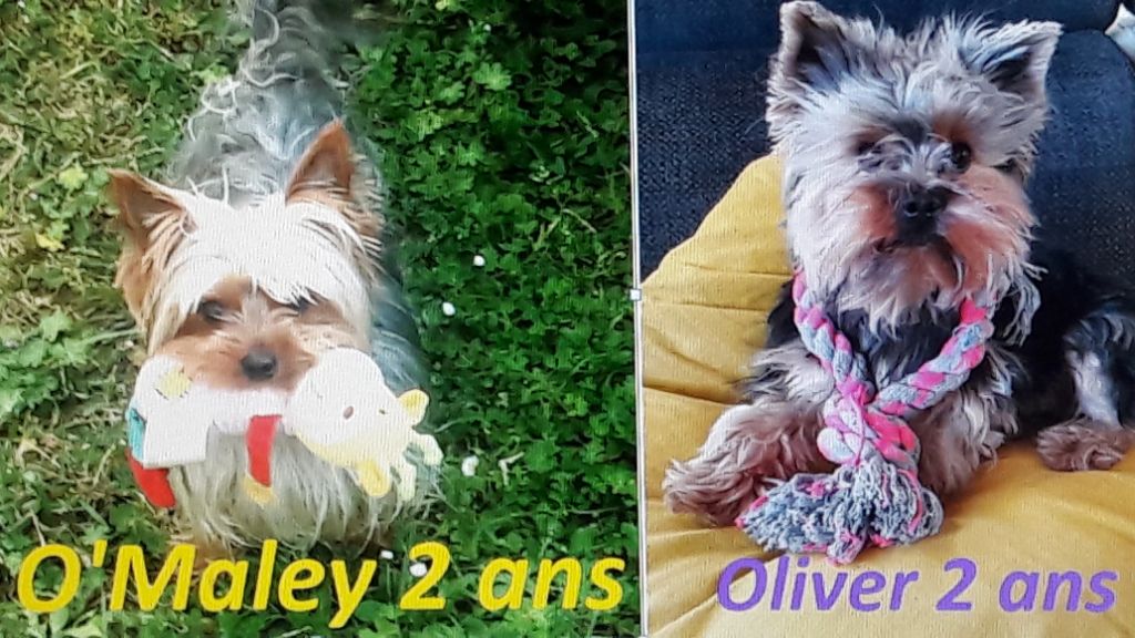 Des Naïades Du Marais - O'Maley et Oliver ont fêté leurs 2 ans le 16 avril !!! 