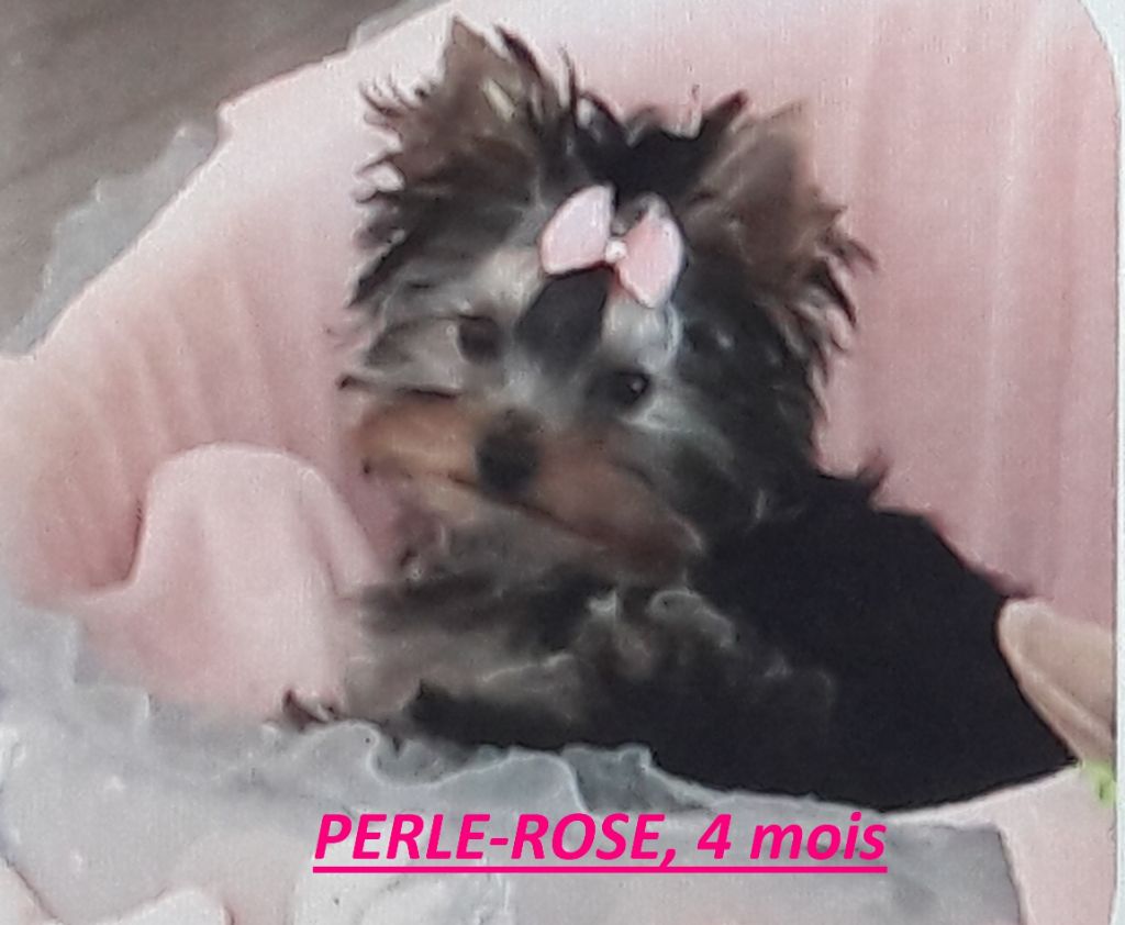 Des Naïades Du Marais - PERLE-ROSE, fille de LILY-ROSE des Naïades du Marais