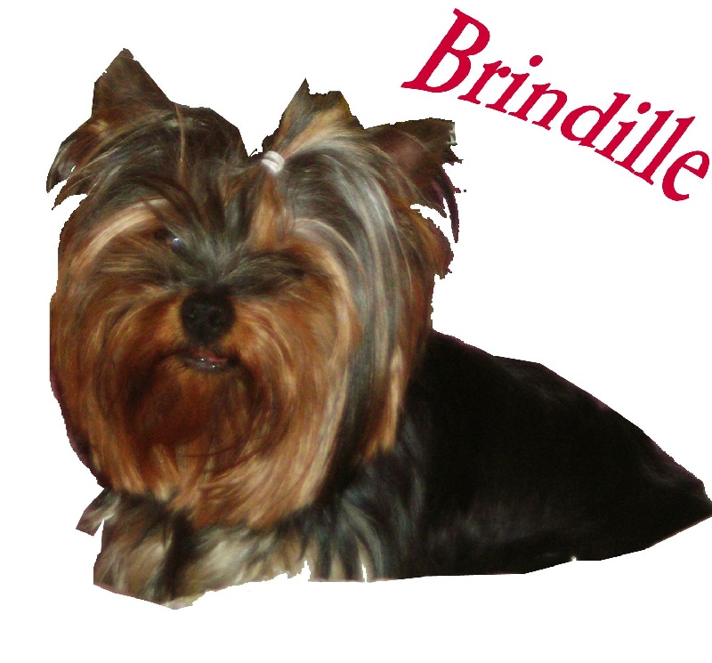 Brindille Du compagnon fidele
