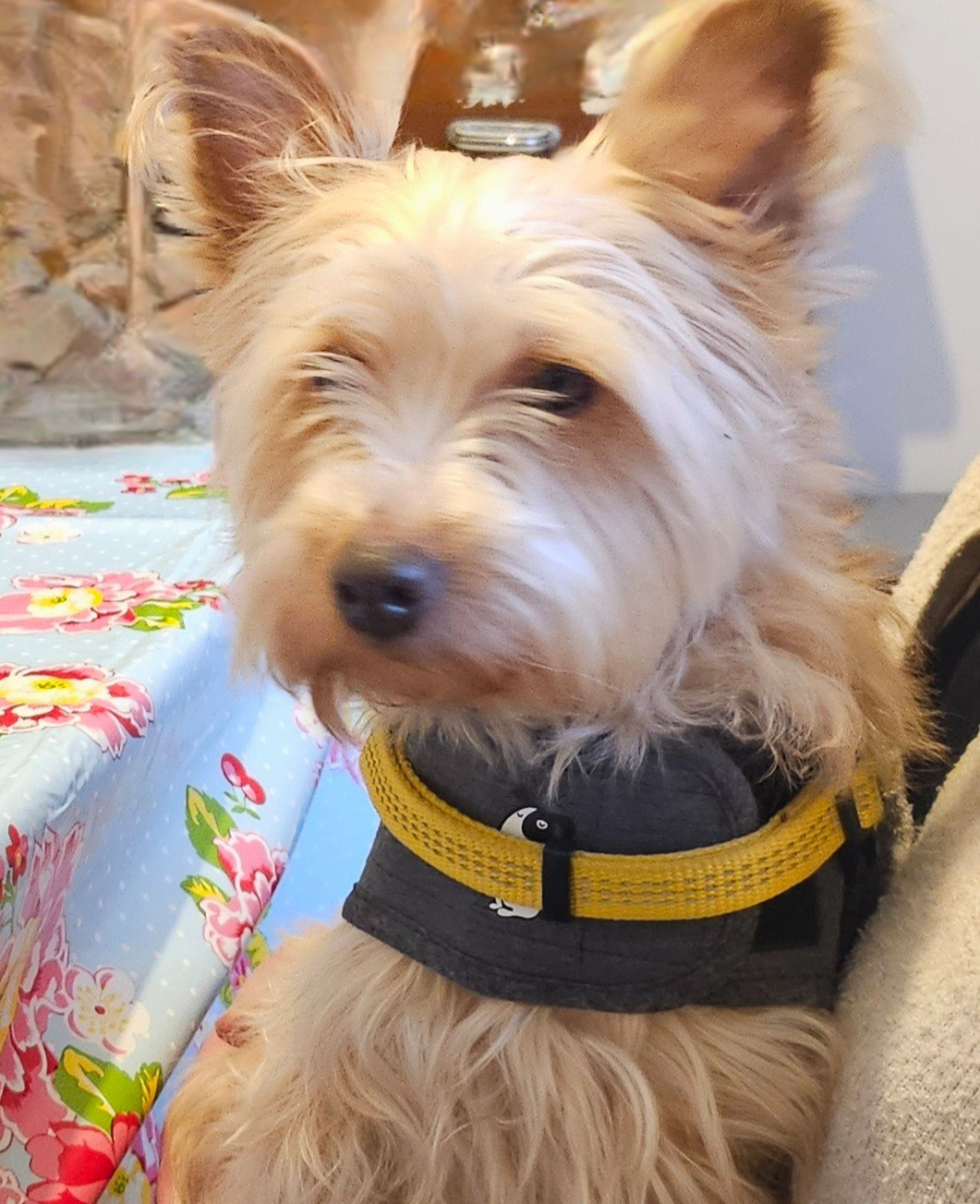 Petite chienne à placer 7 ans tél 0632798006