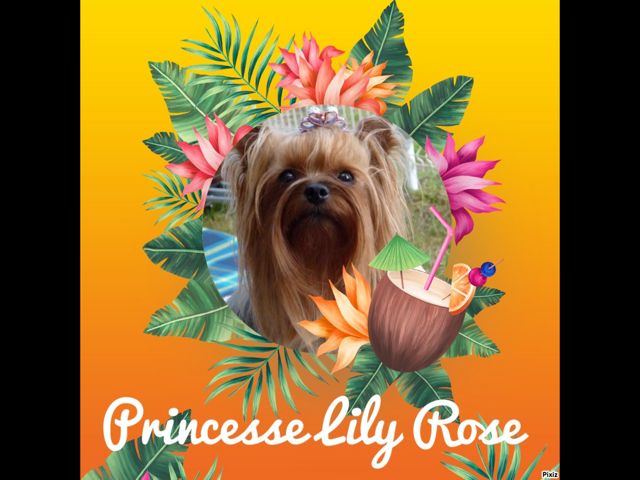 Des Naïades Du Marais - JOYEUX ANNIVERSAIRE MA LILY-ROSE POUR TES 4 ANS !