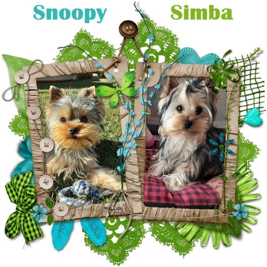 Des Naïades Du Marais - Snoopy et Simba, déjà 6 mois ! 