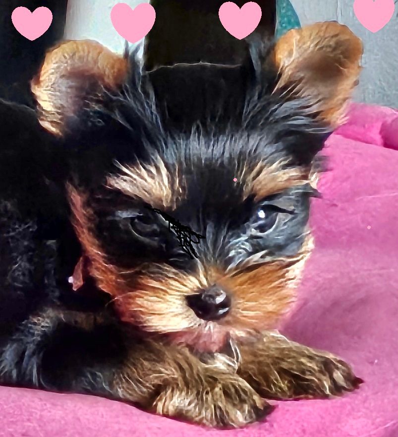 Des Naïades Du Marais - Chiots disponibles - Yorkshire Terrier