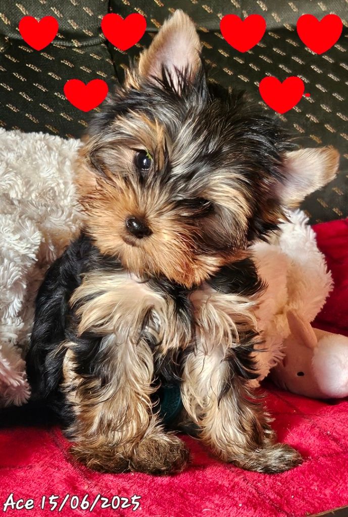 Des Naïades Du Marais - Chiots disponibles - Yorkshire Terrier