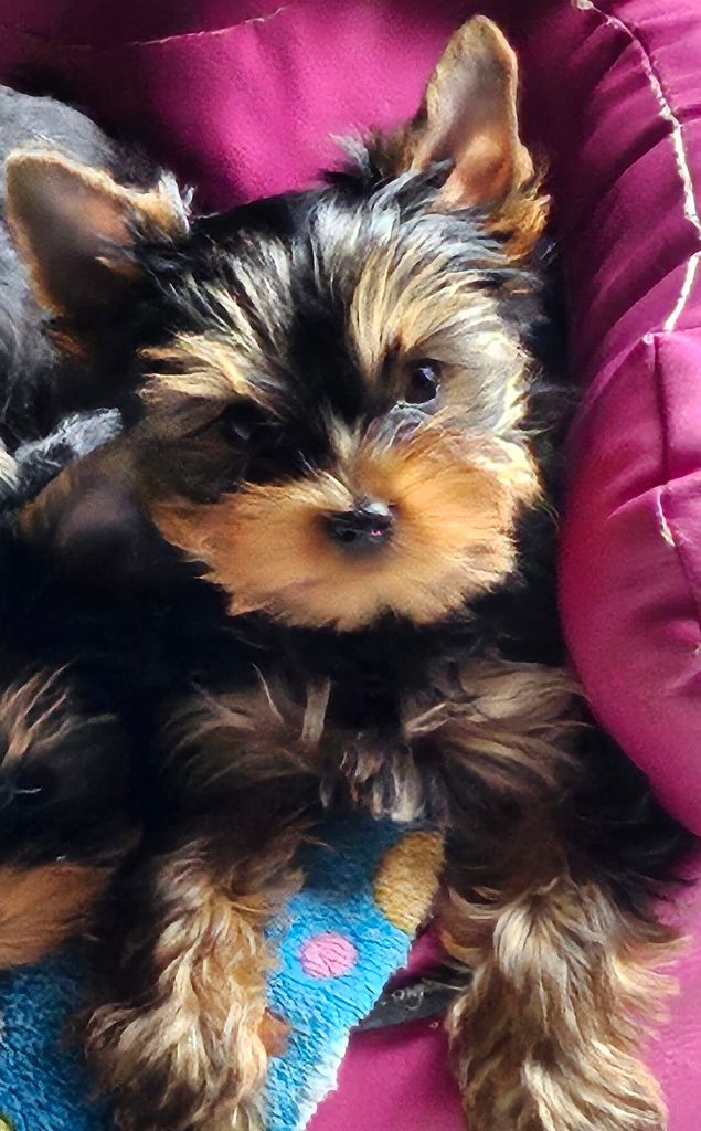 Des Naïades Du Marais - Chiots disponibles - Yorkshire Terrier
