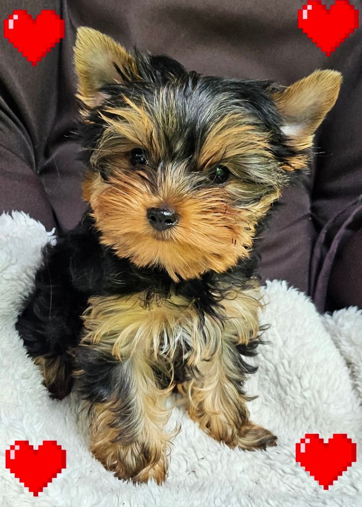 Chiot Yorkshire Terrier Des Naïades Du Marais
