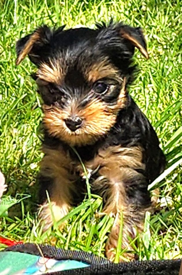 Des Naïades Du Marais - Chiots disponibles - Yorkshire Terrier