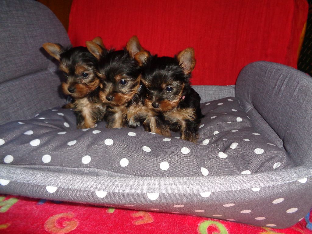 Des Naïades Du Marais - Yorkshire Terrier - Portée née le 30/04/2017
