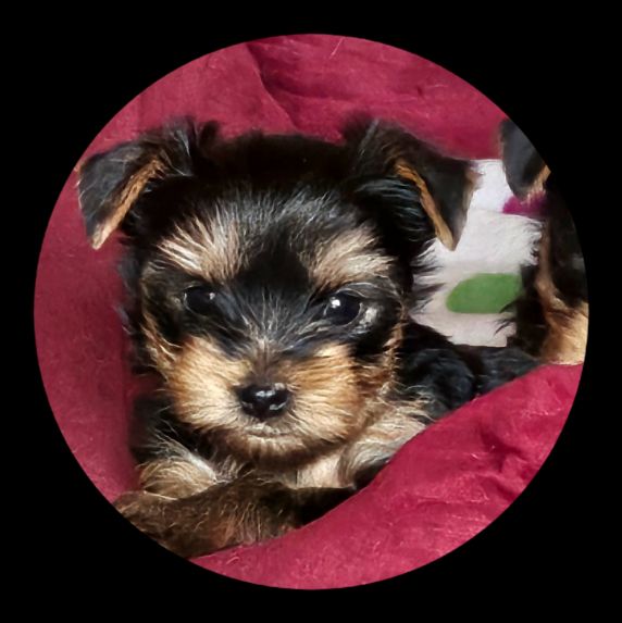Des Naïades Du Marais - Chiots disponibles - Yorkshire Terrier
