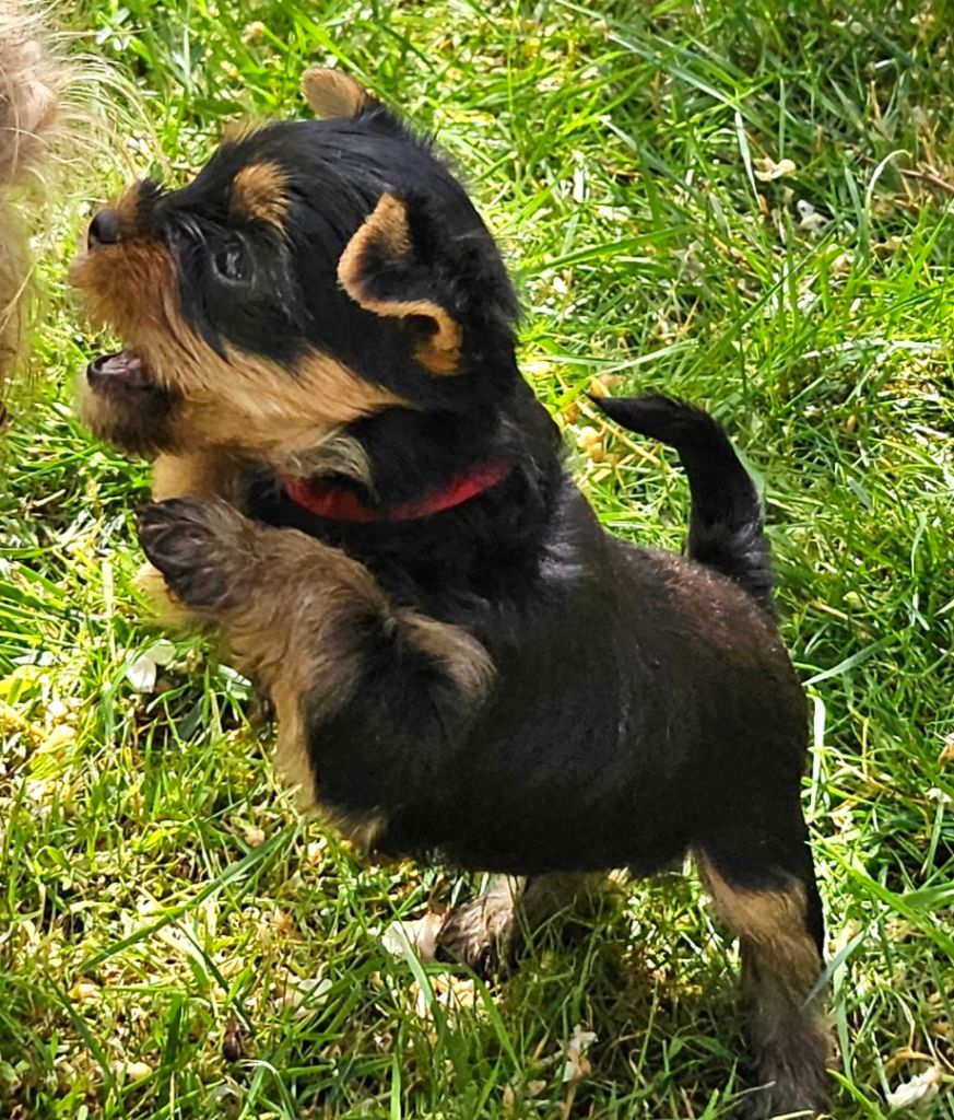 Des Naïades Du Marais - Chiots disponibles - Yorkshire Terrier