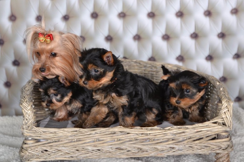 Des Naïades Du Marais - Yorkshire Terrier - Portée née le 29/02/2016